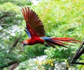 Jungle Lodge at Wild Sun Rescue Center