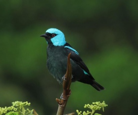 Las Cruces Biological Station