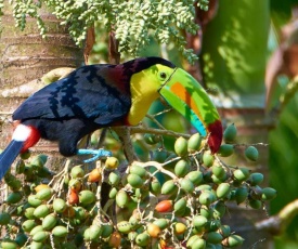 One Bedroom Villa on 20 Acres of Nature! "Bird Paradise"