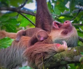 sloth house